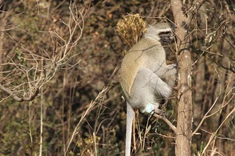 South African Monkey In Tree 스톡 사진