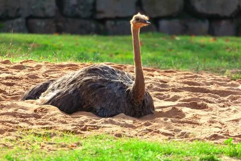 South African Ostrich Stock Photos