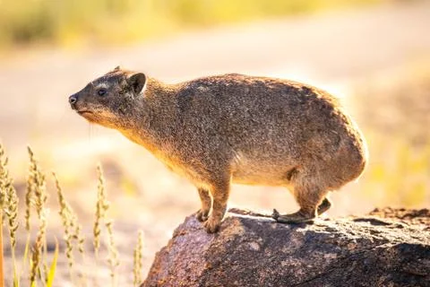 South African Rock Dassie isolated Stock Photos