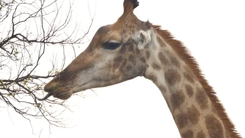 South African Savannah giraffe eats close up 4 Stock Footage 101010364