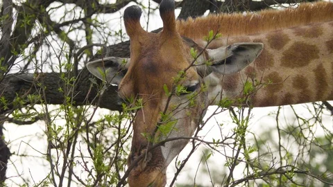 South African Savannah giraffe eats close up 1 Stock Footage 101018684