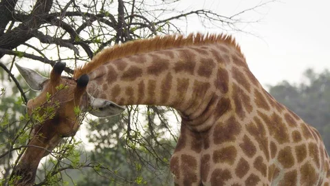 South African Savannah giraffe eats close up Stock Footage 101018977