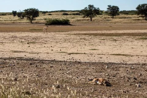South African Springbok lamb in Kgalagadi kalahari. Stock Photos