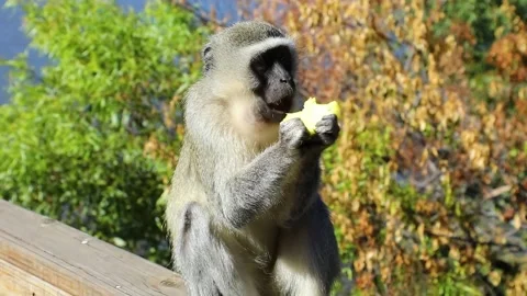 South African Vervet Monkey Eats a Pineapple, Footage Video Clip Vídeo Stock 167234197