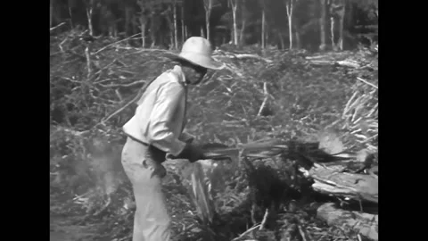 SOUTH AMERICA - 1940 - Native workers with torches setting fire to brush and Stock Footage 308103098