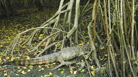 South America Crocodile Babies Stock Footage 252247050