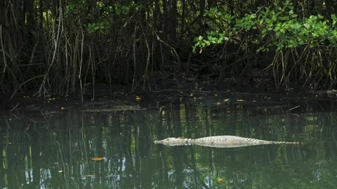 South America Crocodile Stock Footage 252247974