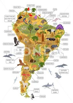 South America flora and fauna map, flat elements. Animals, birds and sea life Stock Illustration