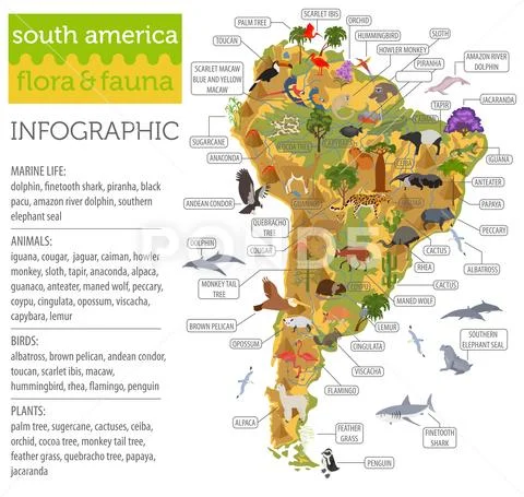 South America flora and fauna map, flat elements. Animals, birds and sea life Stock Illustration