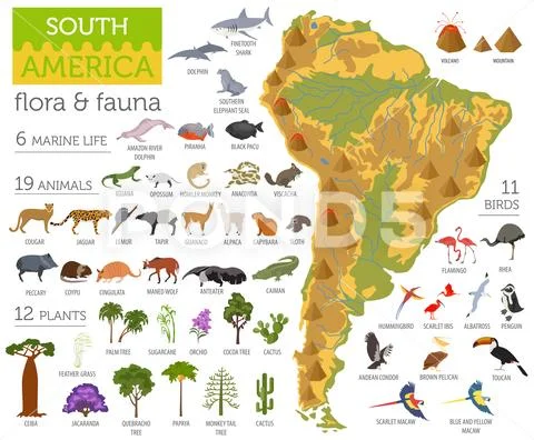 South America flora and fauna map, flat elements. Animals, birds and sea life Stock Illustration