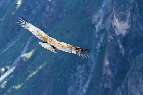 South America, Peru, Andean Condor, Vultur gryphus, flying Stock Photos