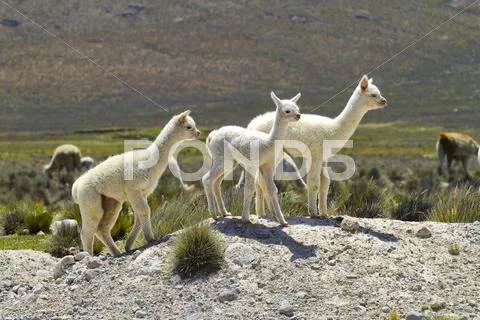 South America, Peru, Andes, Llama babies, Lama glama Stock Photos