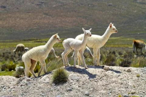 South America, Peru, Andes, Llama babies, Lama glama Stock Photos