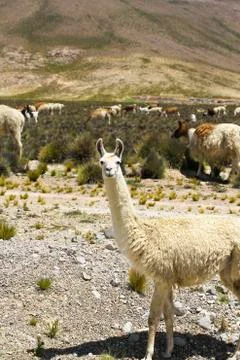 South America, Peru, Andes, Llamas, Lama glama Stock Photos