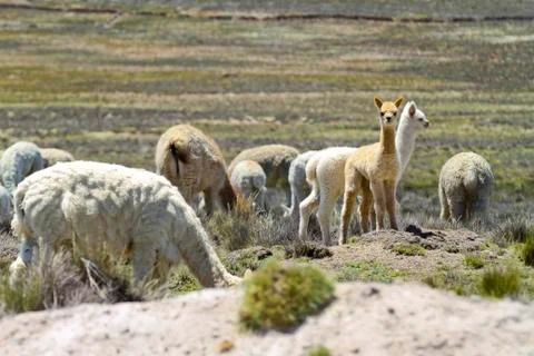 South America, Peru, Group of Llamas, Lama glama Stock Photos