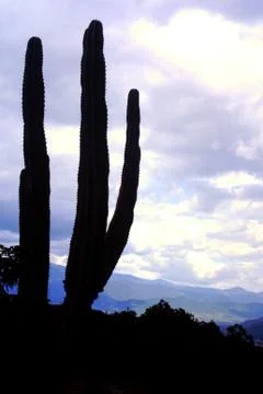 South american cactus siluette Stock Photos