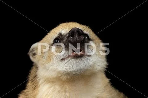 South American coati, Nasua Isolated on Black Background Stock Photos