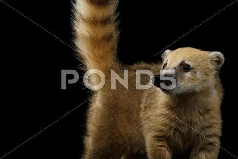 South American coati, Nasua Isolated on Black Background Stock Photos