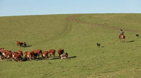 South american gaucho costumes and culture Stock Footage 59138660
