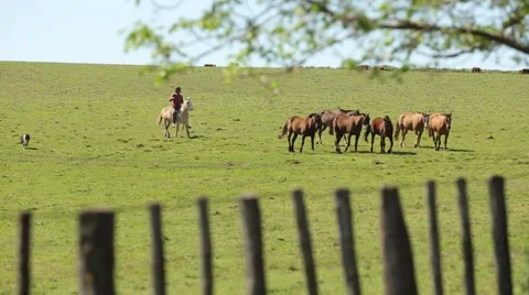 South american gaucho costumes and culture Stock Footage 59138760