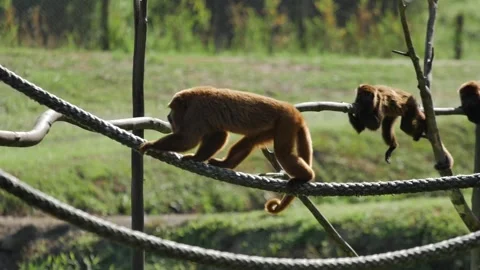 South American monkey moving through rope on rehabilitation center Stock Footage 255686058