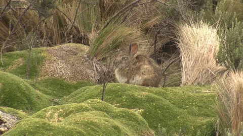 South American Paramo Rabbit aka Tapeti ... | Stock Video | Pond5