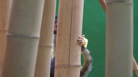 South American Squirrel Monkey 스톡 동영상 54219912