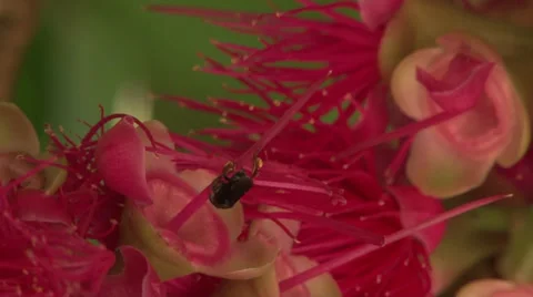 South american stingless bee in red flower Stock-Footage 38492753