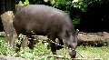 South american Tapir (Tapirus Terrestris) HD Footage