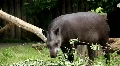 South american Tapir (Tapirus Terrestris) HD Footage