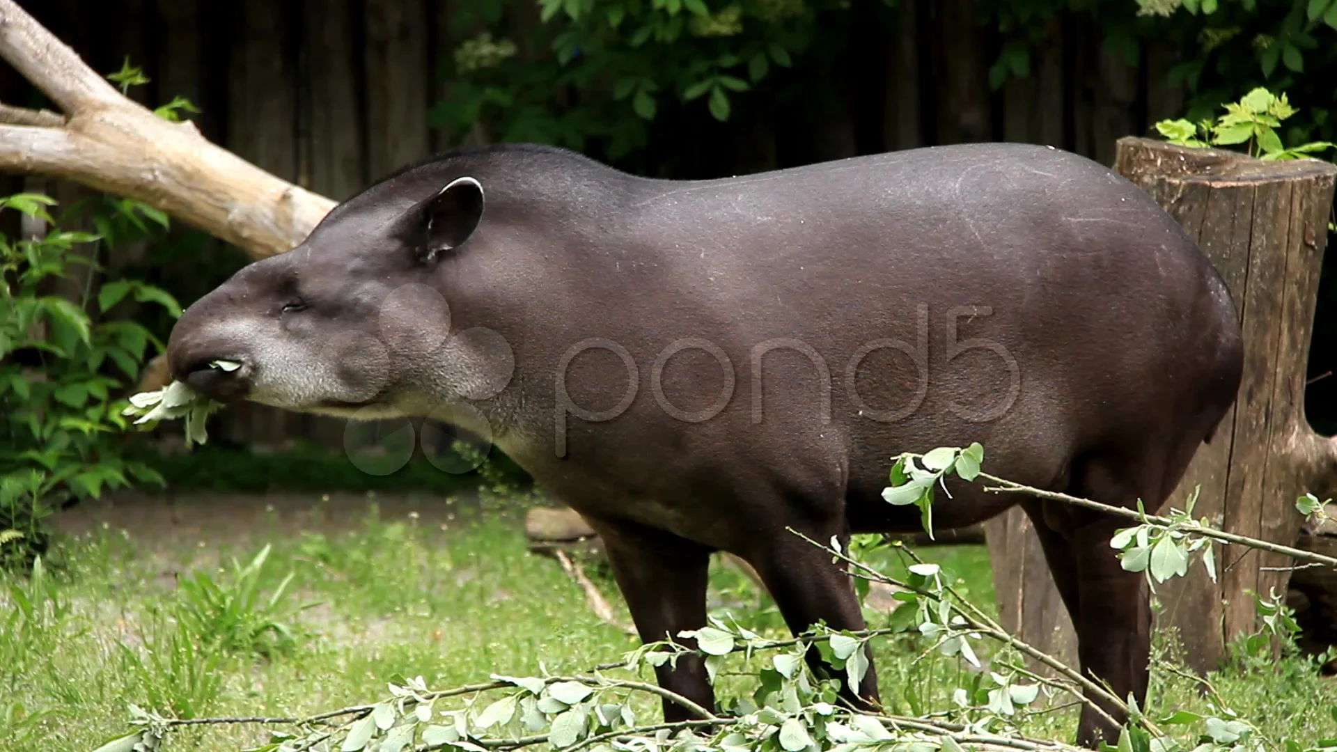 Tapir Fuck