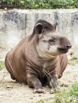 South American tapir (Tapirus terrestris), animal scene Stock Photos