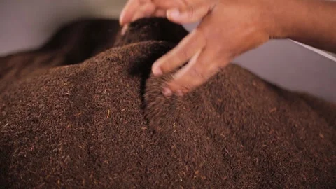 South Asian Hands Filter Dried Tea Leaves Stock Footage 248803547