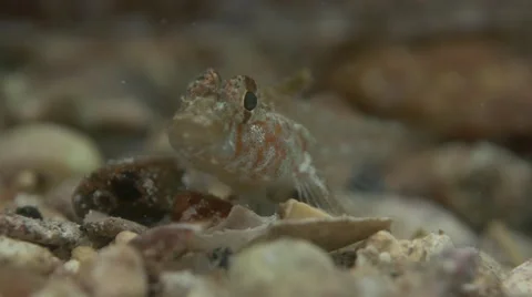 South Australian Goby - Tiny fish in super macro Video stock 56875005