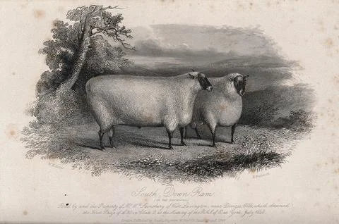 A South Down ram viewed in two positions. Etching by H. Beckwith, ca 1849, .. 스톡 일러스트