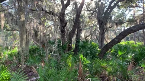 South florida forest Stock Footage 168995094