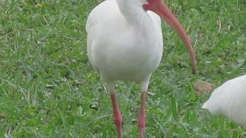 South Florida Ibis Walking Stock Footage 237476068