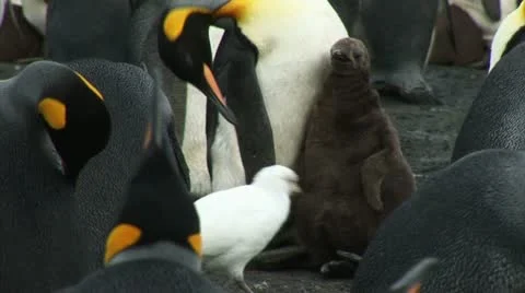 South Georgia: king penguin baby 2 Stock Footage