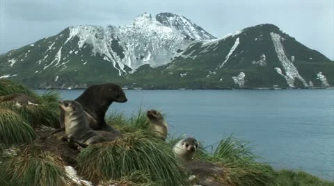 South Georgia: seal 4 Stock Footage