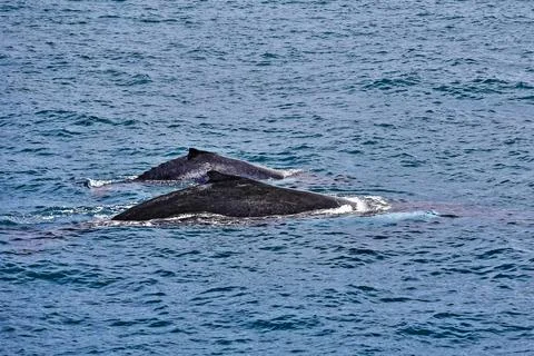 South humpback whales-Megaptera novaeangliae australis-Moreton Bay. Brisbane-AUS Stock Photos