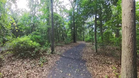 South Jersey Forest Path Video stock 282317971