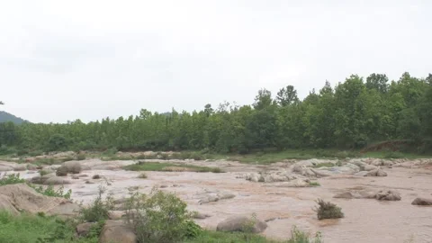 South koel river flowing surrounded by forested environment under the bridge 库存影片 290305944
