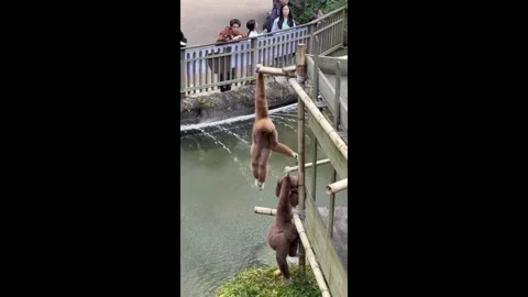 South Korea: Monkey hangs playfully from bamboo pole at Everland in Yongi... Stock Footage 320609609