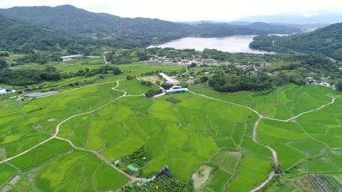 South Korea Rural Summer Landscape, Rice Paddy and Road(30sec) Stock Footage 341805053