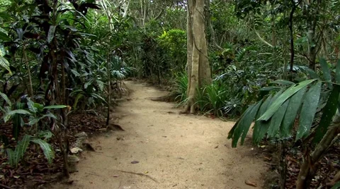 South Pacific Jungle Path Stock-Footage 49138386