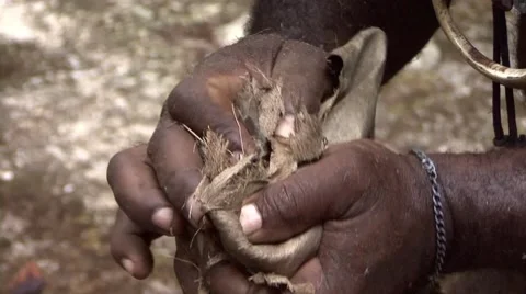 South Pacific Tribesman making a fire Stock Footage 58231491