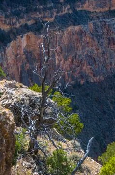 South Rim Stock Photos