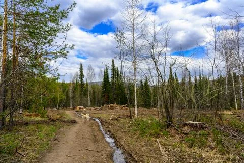 South Ural rough stream with a unique landscape, vegetation and diversity o.. Stock-Fotos