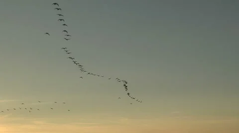 South for the Winter Stock Footage 54735393