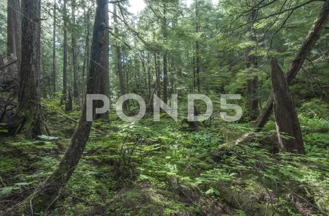 Southeast alaska forest Stock Photos